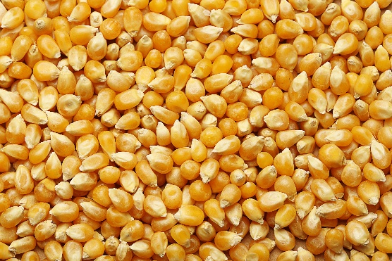 Maize